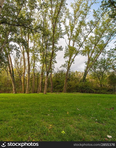 Many trees growing in park