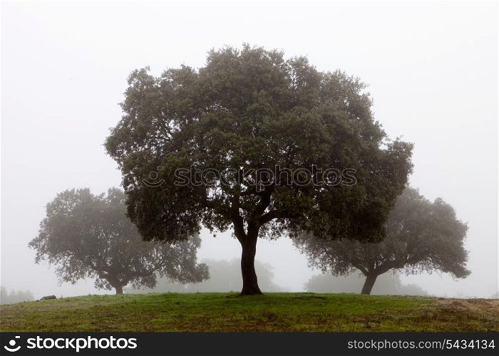 Many trees surrounded by fog