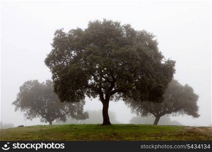 Many trees surrounded by fog