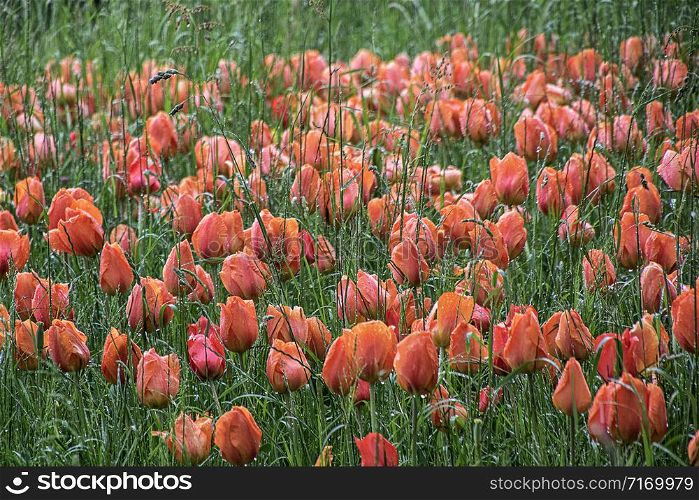 many tulips growing between grass, photographed on a rainy day