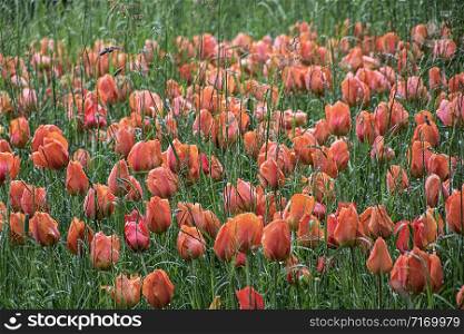 many tulips growing between grass, photographed on a rainy day