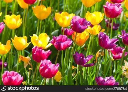 Many tulips in the park