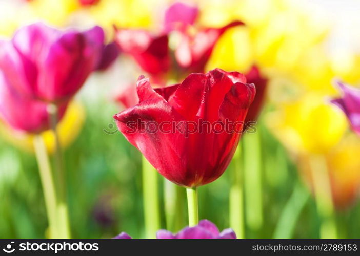 Many tulips in the park