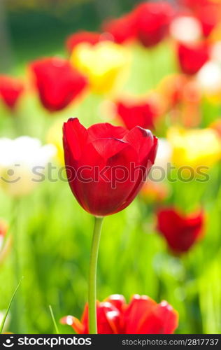 Many tulips in the park