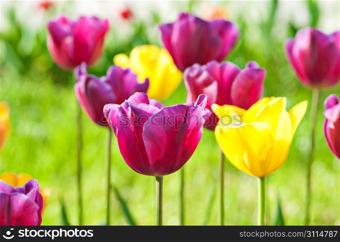 Many tulips in the park