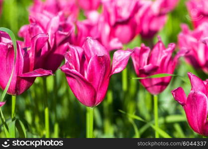 Many tulips in the park