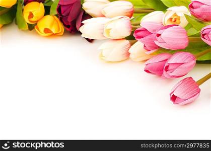 Many tulips isolated on the white background
