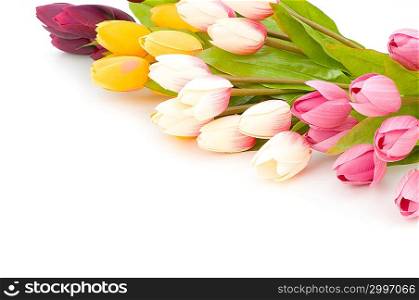 Many tulips isolated on the white background