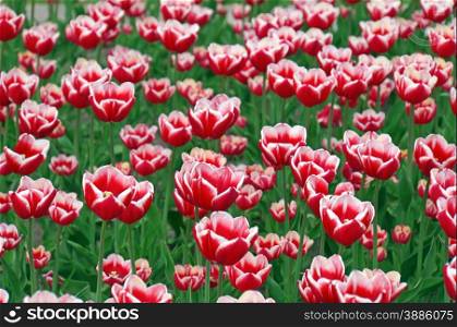 Many tulips scarlet and white