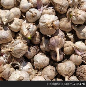 many unpeeled fresh garlic fruit, full frame, close up
