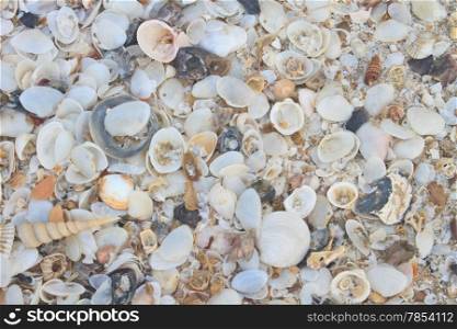 many variety of sea shells from beach