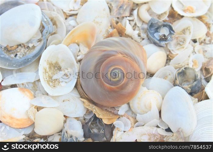 many variety of sea shells from beach