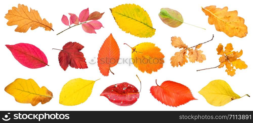 many various autumn leaves and twigs isolated on white background