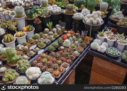 Many various beautiful Cactus plant are growing on shelves in home gardening area