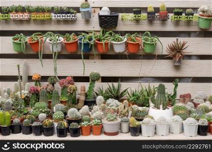 Many various Cactus plants are growing on white wooden shelf in home gardening area
