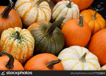 Many various colorful pumpkins background, Halloween or Thanksgiving day concept. Many various pumpkins background
