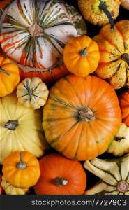 Many various colorful pumpkins background, Halloween or Thanksgiving day concept. Many various pumpkins background