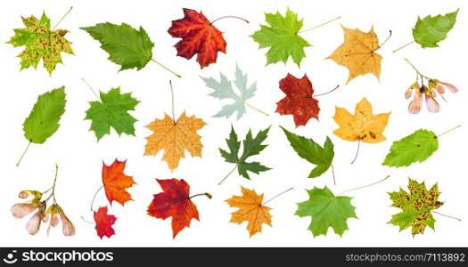 many various maple leaves isolated on white background