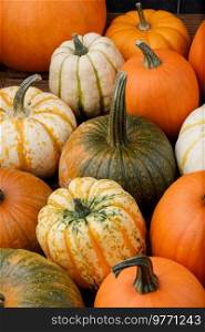 Many various pumpkins background, Halloween or Thanksgiving day concept. Many various pumpkins background