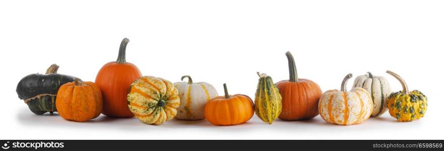 Many various pumpkins isolated on white background , Halloween or Thanksgiving day concept. Many Pumpkins on white background