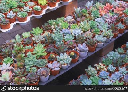 Many various small colorful Kalanchoe succulent plant on shelf display for sale in plant shop at outdoor market