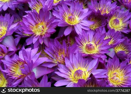 Many violet lotus flowers for sale