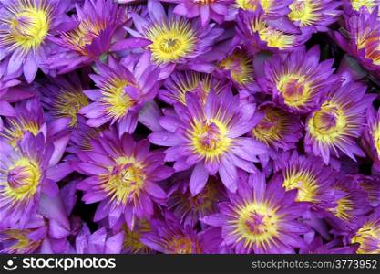 Many violet lotuses flowers with petals