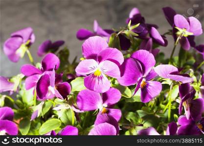 Many violets in a bunch, horizontal image