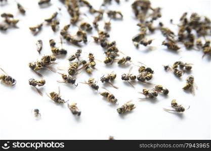 many wasps fallen from the ceiling after being sprayed