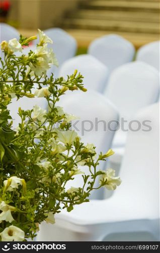 Many wedding chairs with white elegant covers on green grass. Outdoor shot.. Many wedding chairs with white elegant covers