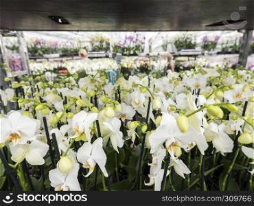 many white orchids in large dutch greenhouse under glass roof