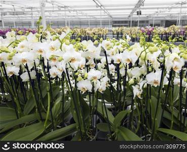 many white orchids in large dutch greenhouse under glass roof