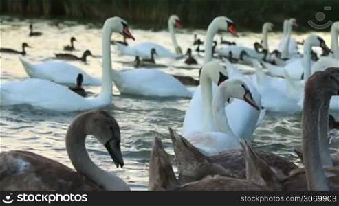 Many white swans on the lake