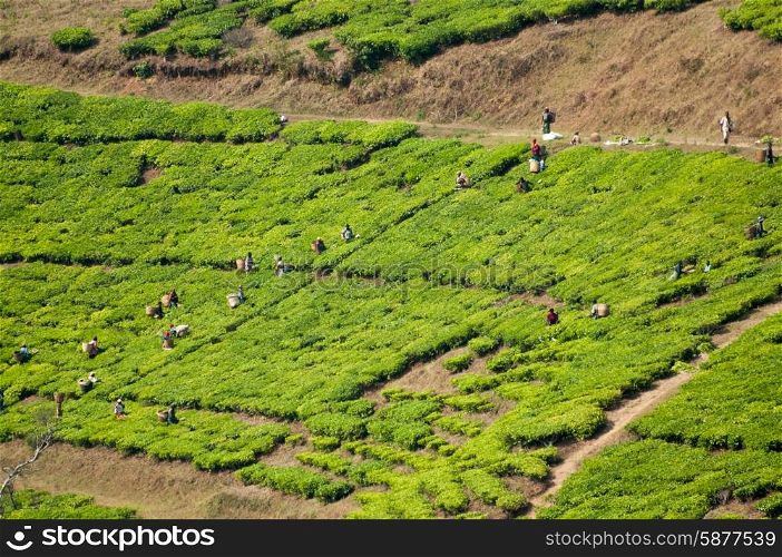 Many workers pick tea against the slopes of a tea plantation as viewed from a distance.
