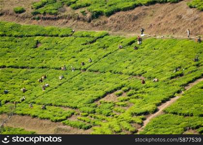 Many workers pick tea against the slopes of a tea plantation as viewed from a distance.