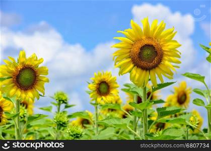 Many yellow flower of the Sunflower or Helianthus Annuus blooming in the field on blue sky and cloud background