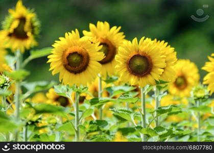 Many yellow flower of the Sunflower or Helianthus Annuus blooming in the farm, Thailand