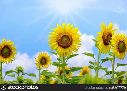 Many yellow flower of the Sunflower or Helianthus Annuus blooming under sunlight and the sun shines in the field on blue sky background