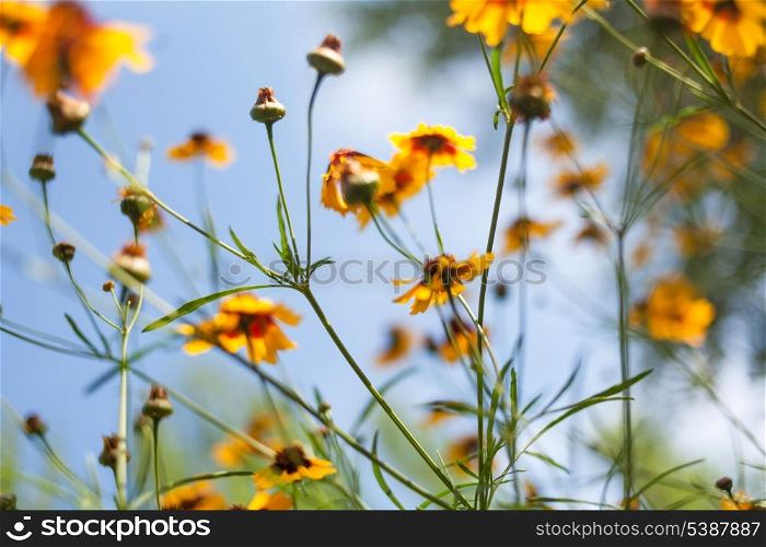 many yellow flowers against blue sky