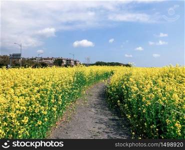 Many yellow flowers and blue sky on the background. Jeju Island, South Korea.. Many yellow flowers and blue sky on the background. Jeju Island, South Korea