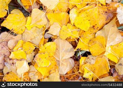 Many yellow leaves in autumn together for wallpaper