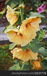 many yellow mallow flowers in old ruins