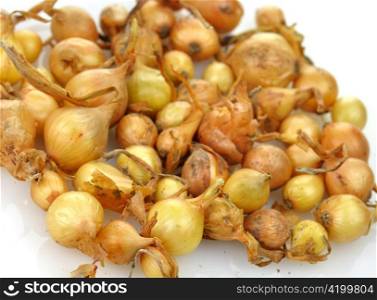 many yellow onoin seeds , close up shot