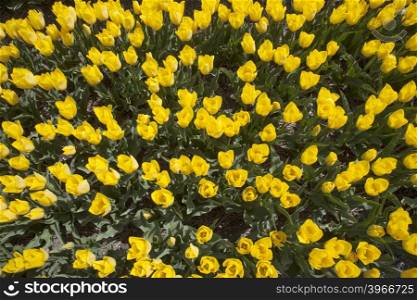 many yellow tulips in dutch flower field seen from above