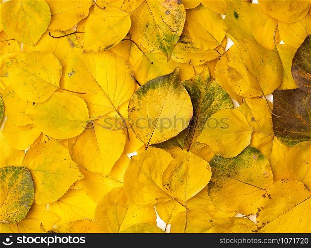many yellowed dry apricot leaves, full frame, autumn backdrop, copy space