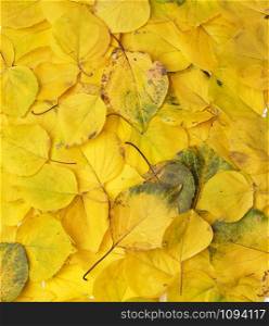 many yellowed dry apricot leaves, full frame, autumn backdrop, copy space