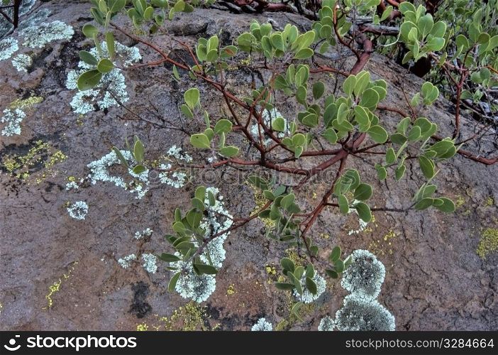 manzanita and lichen