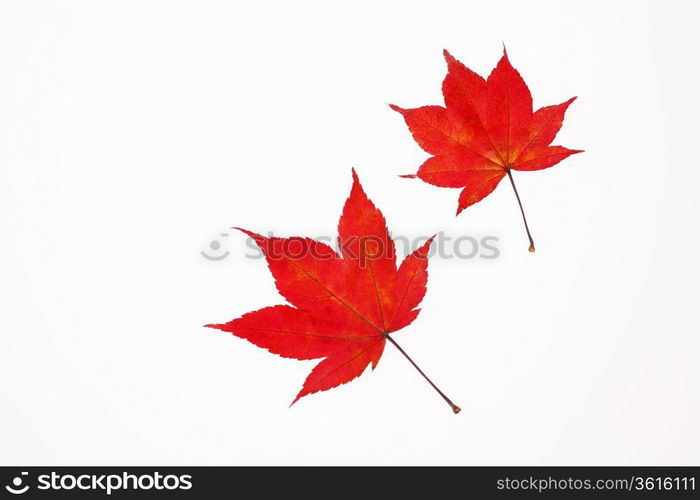Maple