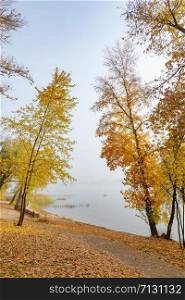 Maple and poplar on the shore of the Dniper river, in autumn, in the Obolon district of Kiev, Ukraine.