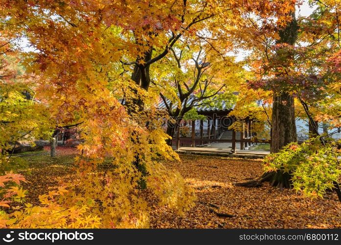 Maple autumn color leaves at Tofukuji temple in Kyoto, Japan